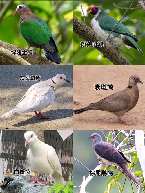 常见斑鸠是哪个品种？-图1