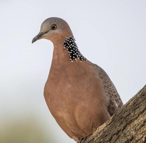 常见斑鸠是哪个品种？-图2