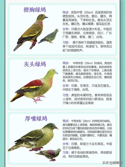 常见斑鸠是哪个品种？-图3