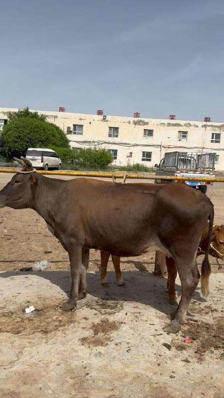 新疆肉牛品种有哪些？-图3