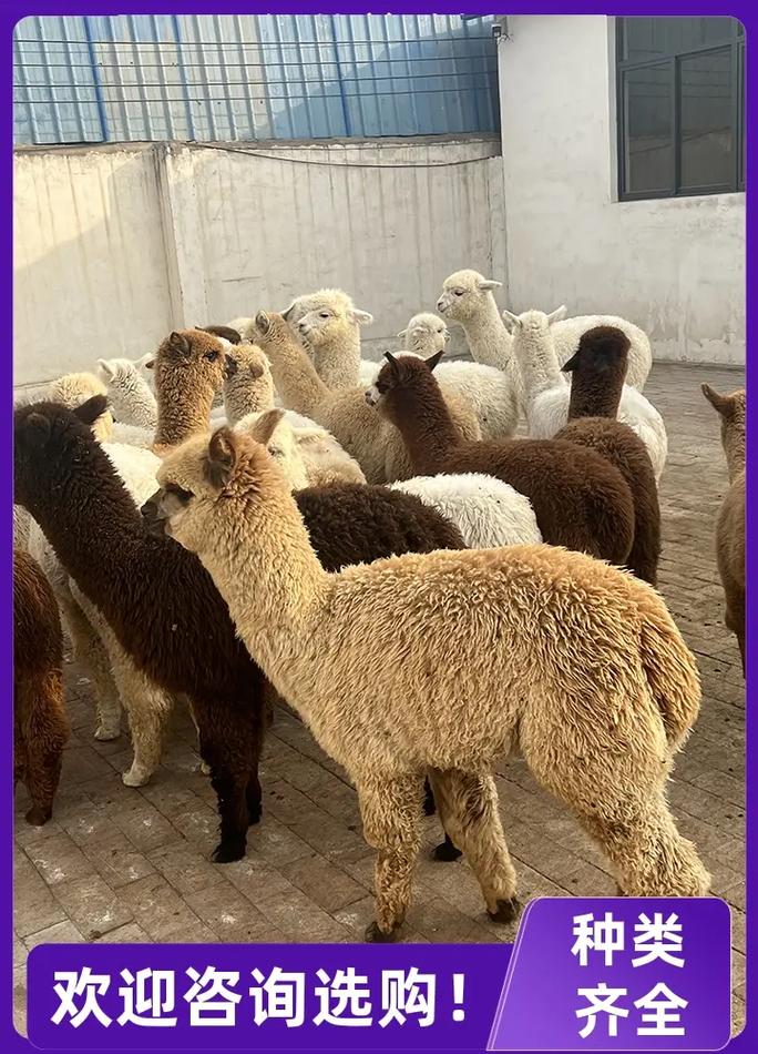 2025羊骆价格会涨还是会跌?-图2 2025羊骆价格会涨还是会跌?-图2