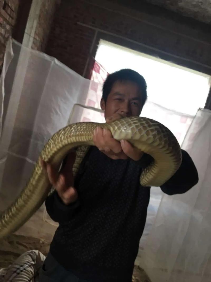 广西无毒蛇养殖技术有哪些要点?-图1 广西无毒蛇养殖技术有哪些要点?-图1