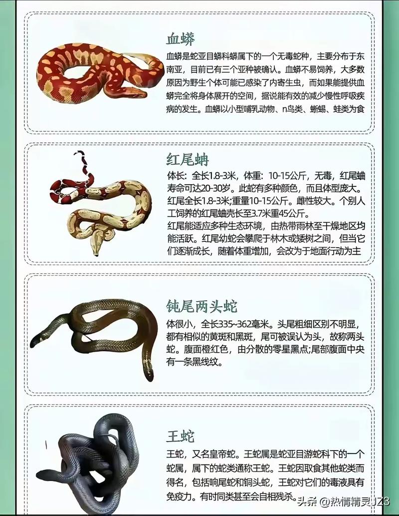 广西无毒蛇养殖技术有哪些要点?-图2 广西无毒蛇养殖技术有哪些要点?-图2