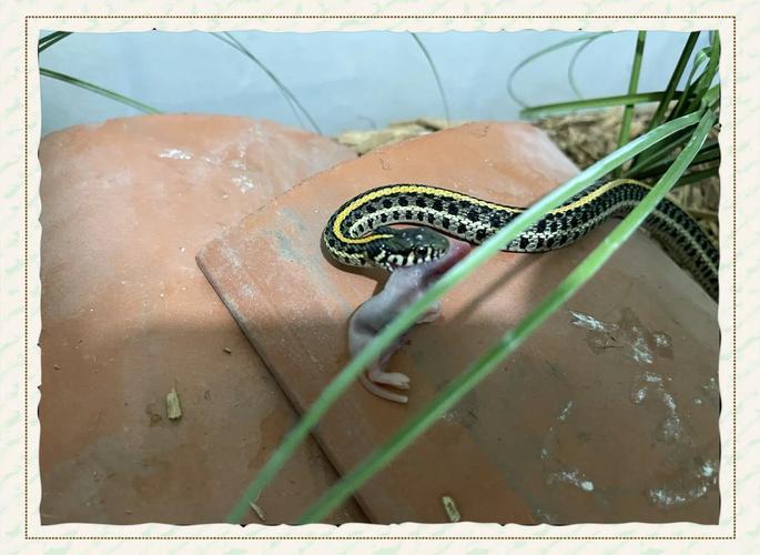 广西无毒蛇养殖技术有哪些要点?-图3 广西无毒蛇养殖技术有哪些要点?-图3