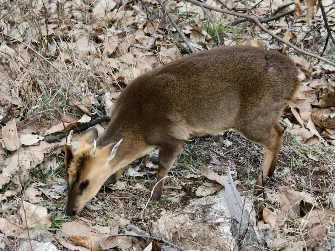 2025林麝活体价格多少?-图2 2025林麝活体价格多少?-图2