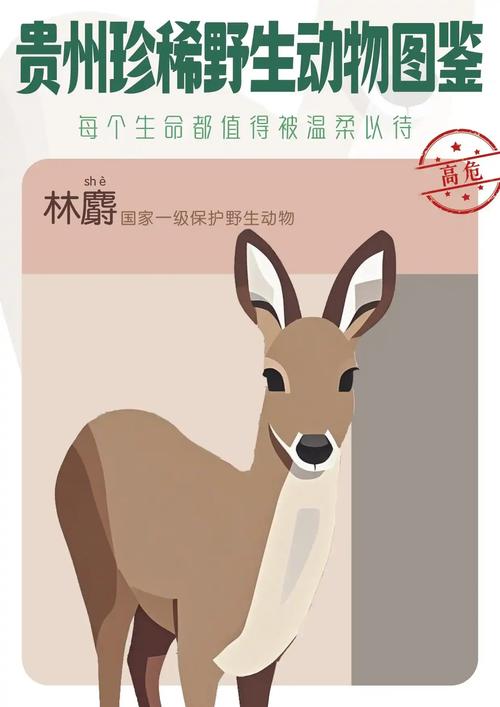 2025林麝活体价格多少？-图3