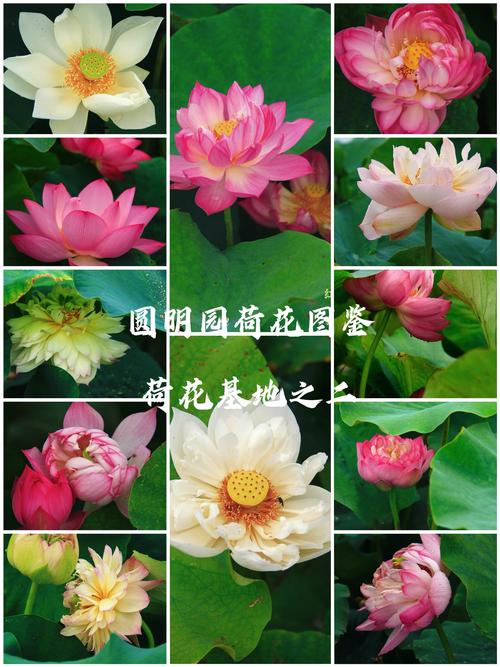 全球荷花究竟有多少品种？-图1