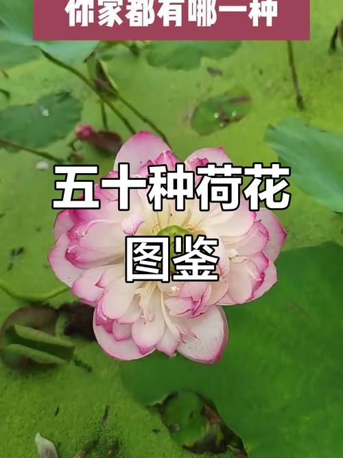 全球荷花究竟有多少品种？-图2