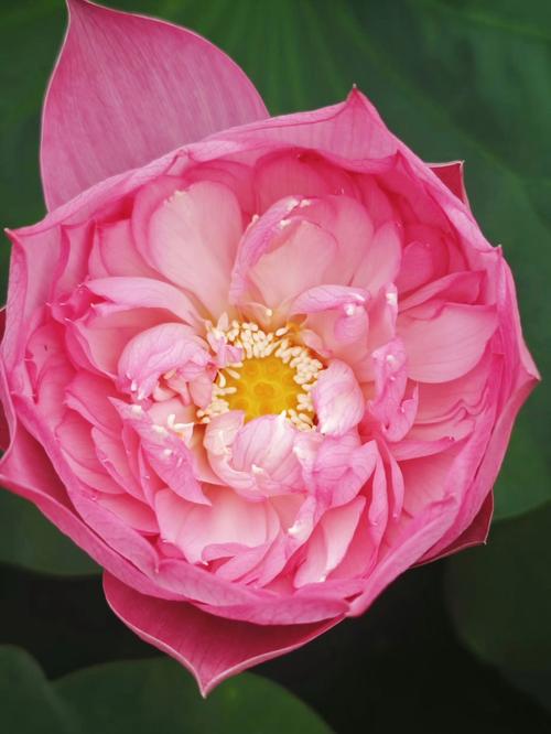 全球荷花究竟有多少品种？-图3