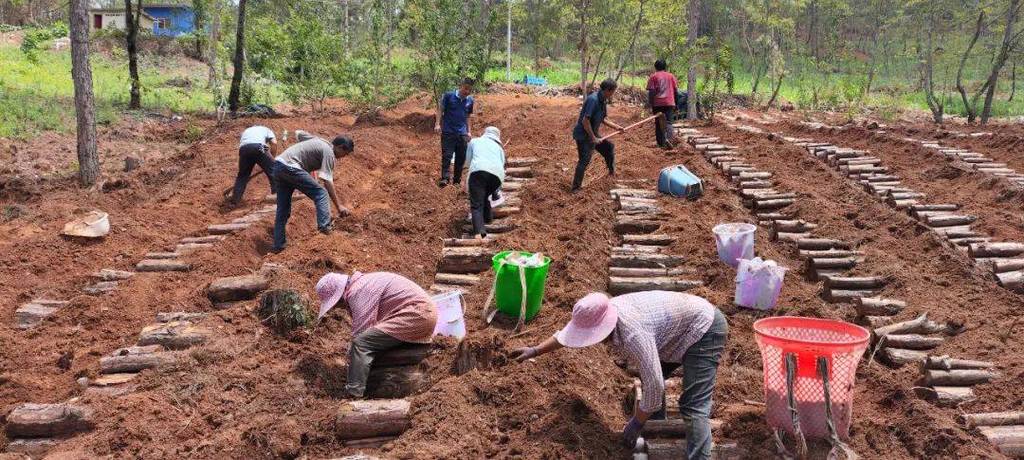 野生茯苓怎么种植?视频教你技术!-图1 野生茯苓怎么种植?视频教你技术!-图1