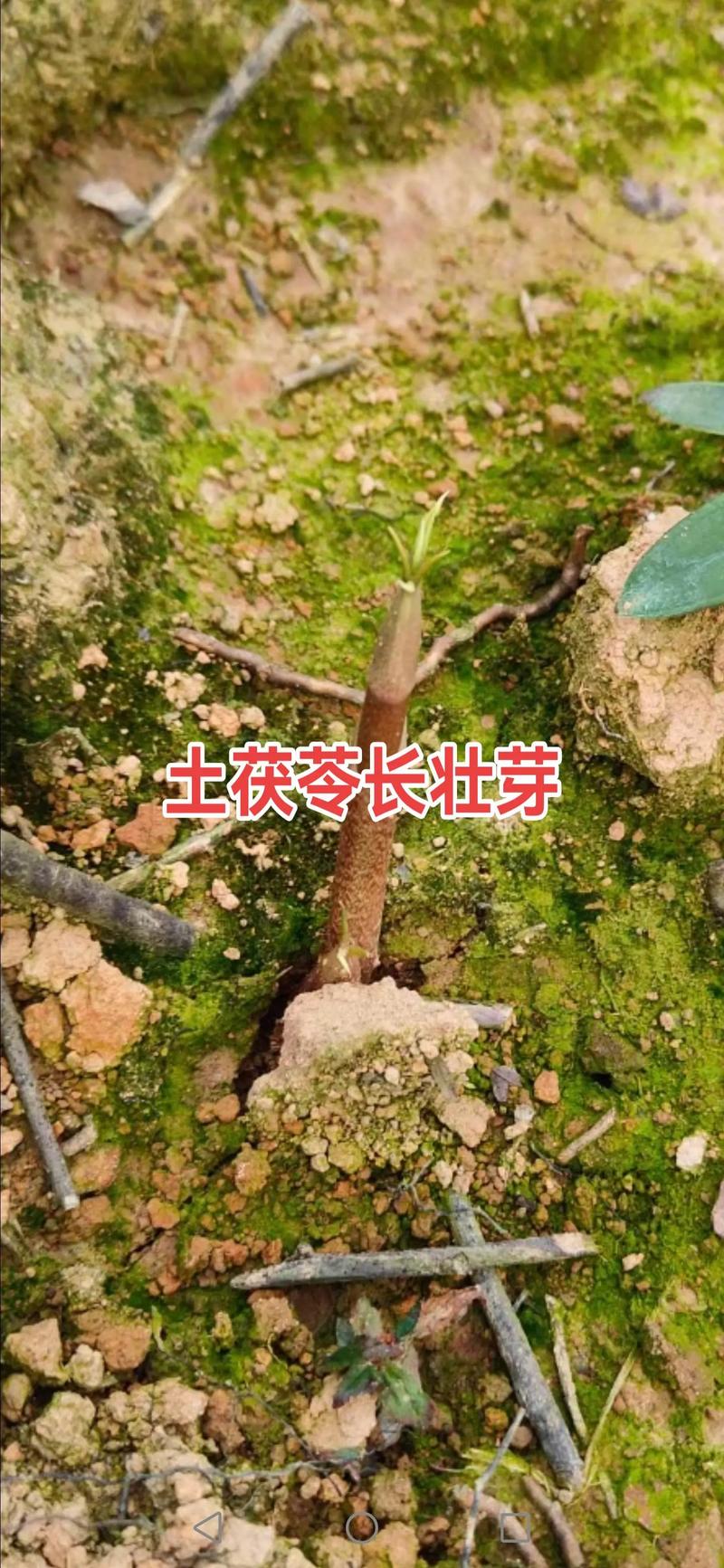 野生茯苓怎么种植？视频教你技术！-图2