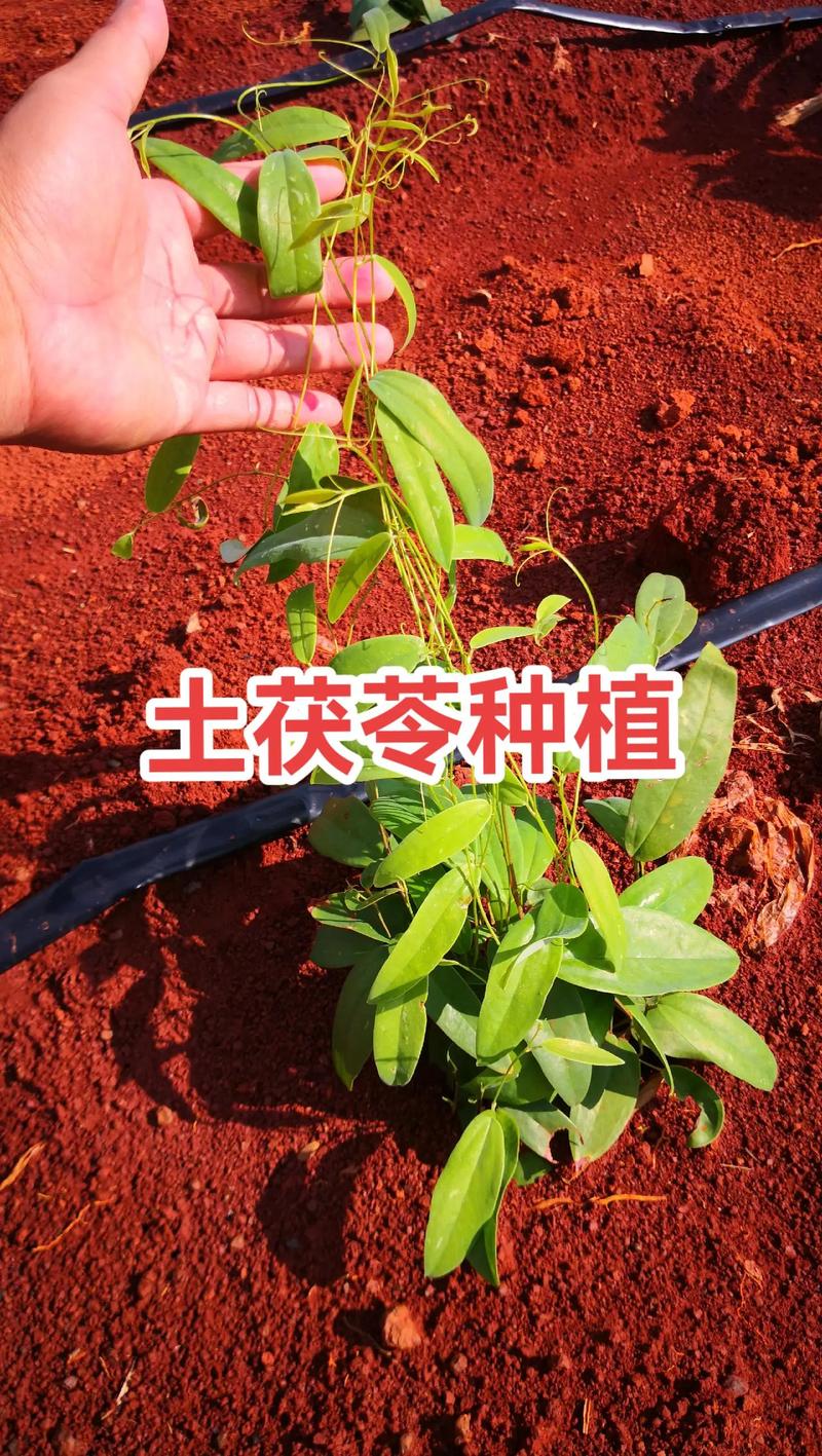 野生茯苓怎么种植?视频教你技术!-图3 野生茯苓怎么种植?视频教你技术!-图3