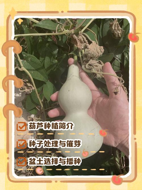 瓠子高产种植技术有哪些关键点？-图1
