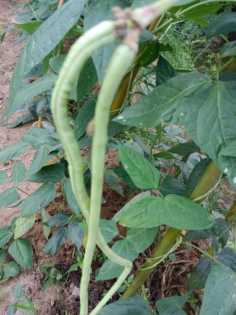 瓠子高产种植技术有哪些关键点？-图3