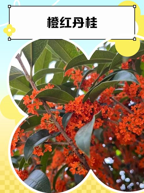 红红的桂花是什么品种-图1