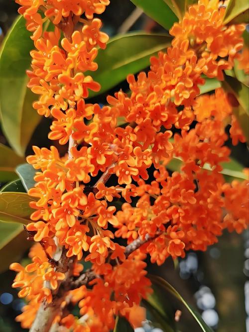 红红的桂花是什么品种-图2