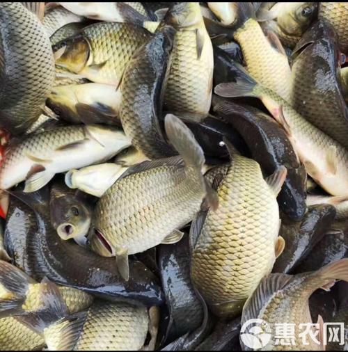 鲫鱼批发价现在多少?-图1 鲫鱼批发价现在多少?-图1