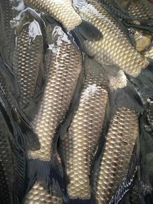 鲫鱼批发价现在多少？-图2