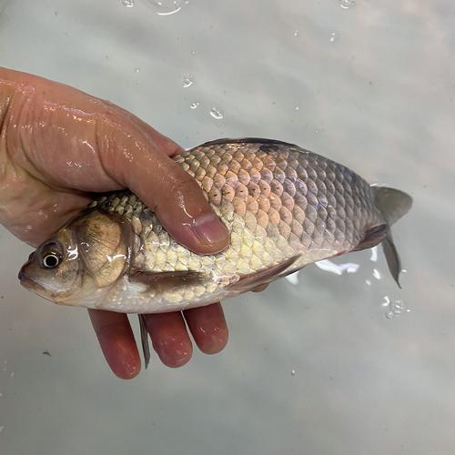 鲫鱼批发价现在多少？-图3