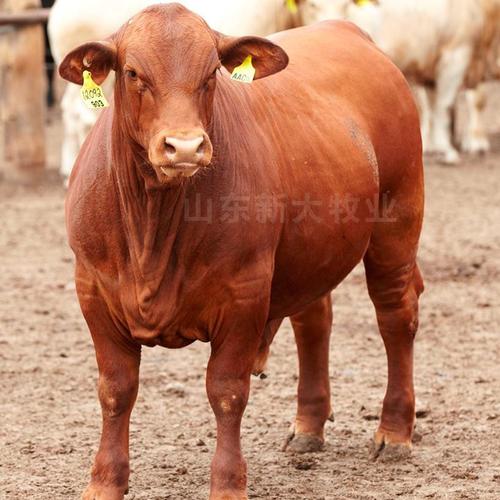 江西黄牛有哪些主要品种?-图1 江西黄牛有哪些主要品种?-图1