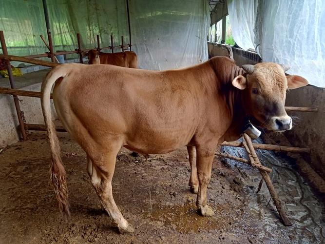 江西黄牛有哪些主要品种?-图2 江西黄牛有哪些主要品种?-图2