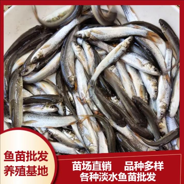 2025鳗苗价格会涨还是跌?-图2 2025鳗苗价格会涨还是跌?-图2