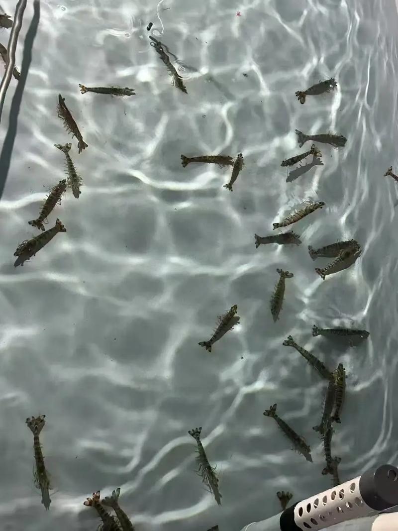 日本对虾生态养殖技术有何关键要点?-图2 日本对虾生态养殖技术有何关键要点?-图2