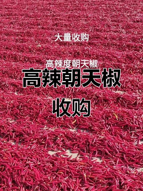 2025辣椒价格为何持续上涨?-图2 2025辣椒价格为何持续上涨?-图2