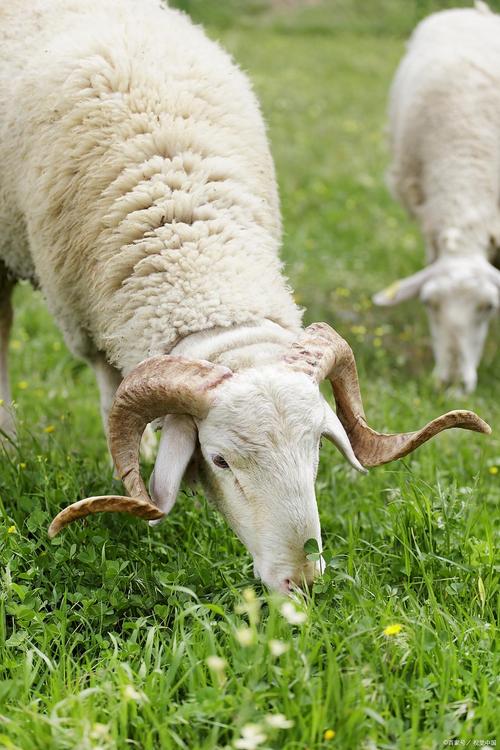 夏季肉羊饲养管理要注意什么?-图1 夏季肉羊饲养管理要注意什么?-图1