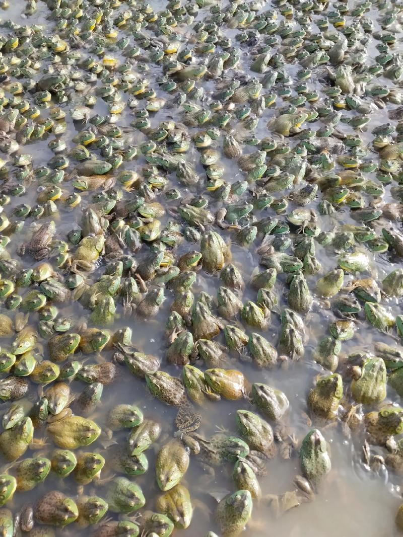 牛蛙泥鳅养殖技术视频怎么学？-图1