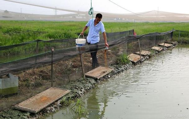 牛蛙泥鳅养殖技术视频怎么学？-图2