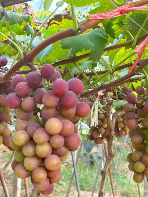 大葡萄是什么品种?-图1 大葡萄是什么品种?-图1