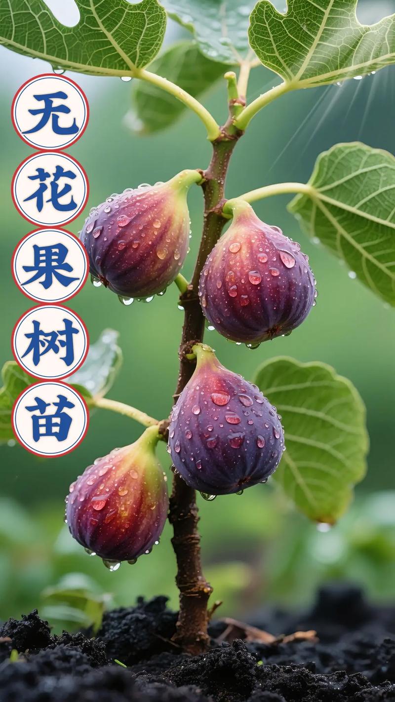 无花果什么品种产量大-图1