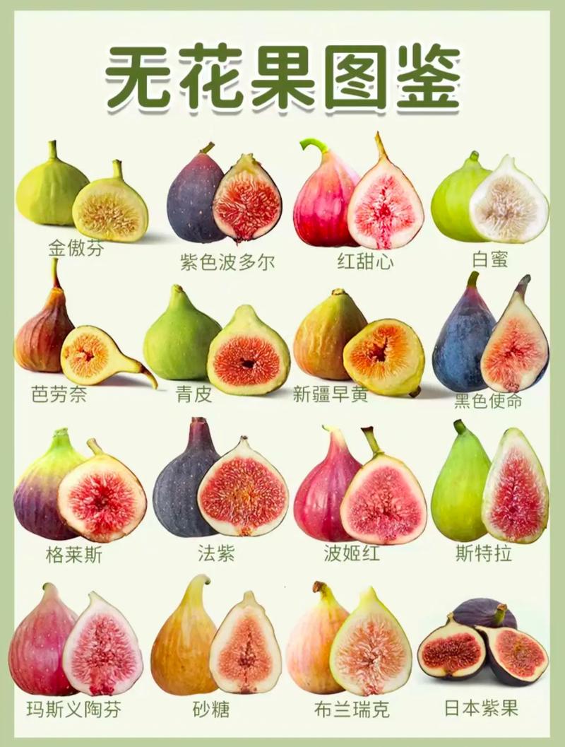 无花果什么品种产量大-图2