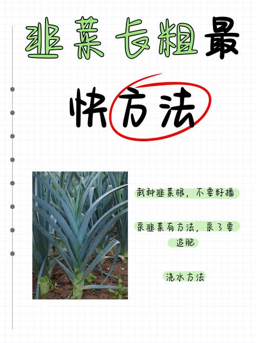 韭菜种植技术视频,新手怎么学?-图2 韭菜种植技术视频,新手怎么学?-图2