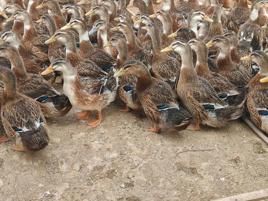 鸭子有哪些常见品种？-图2