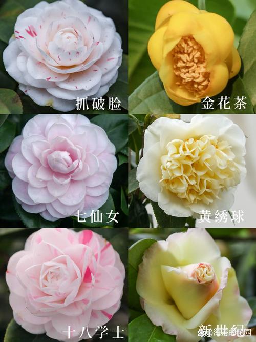 哪种茶花品种开花最多？-图1