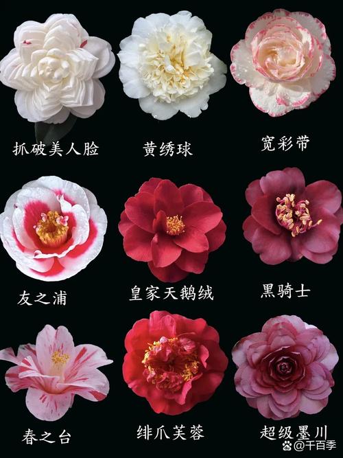 哪种茶花品种开花最多？-图2