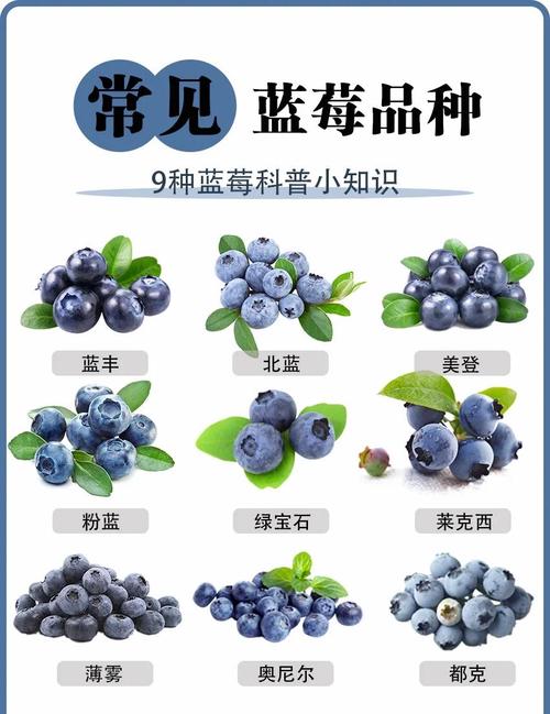 北方气候寒冷，到底种什么品种的蓝莓最容易成活？-图1