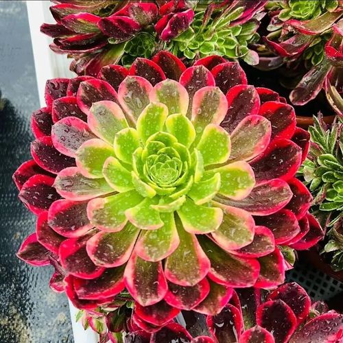 多肉法师最贵品种是哪个?-图1 多肉法师最贵品种是哪个?-图1