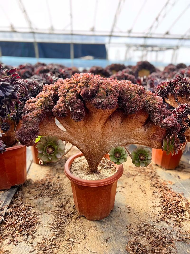 多肉法师最贵品种是哪个?-图2 多肉法师最贵品种是哪个?-图2