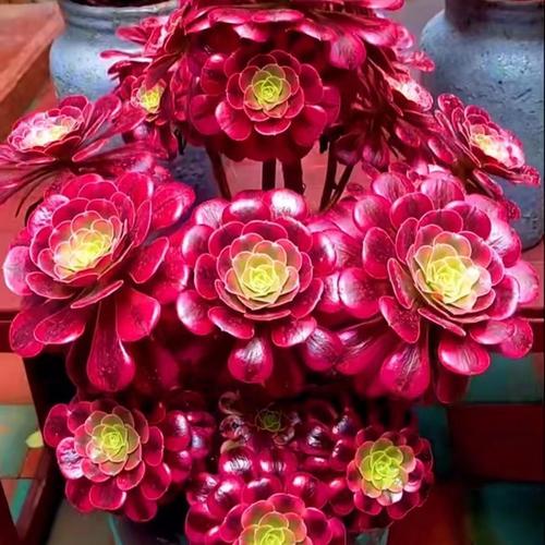 多肉法师最贵品种是哪个?-图3 多肉法师最贵品种是哪个?-图3