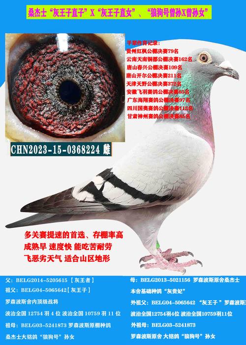 哪种肉鸽品种繁殖性最好？-图1