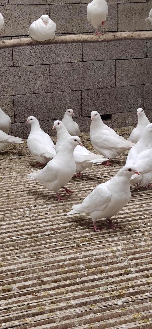 哪种肉鸽品种繁殖性最好？-图3