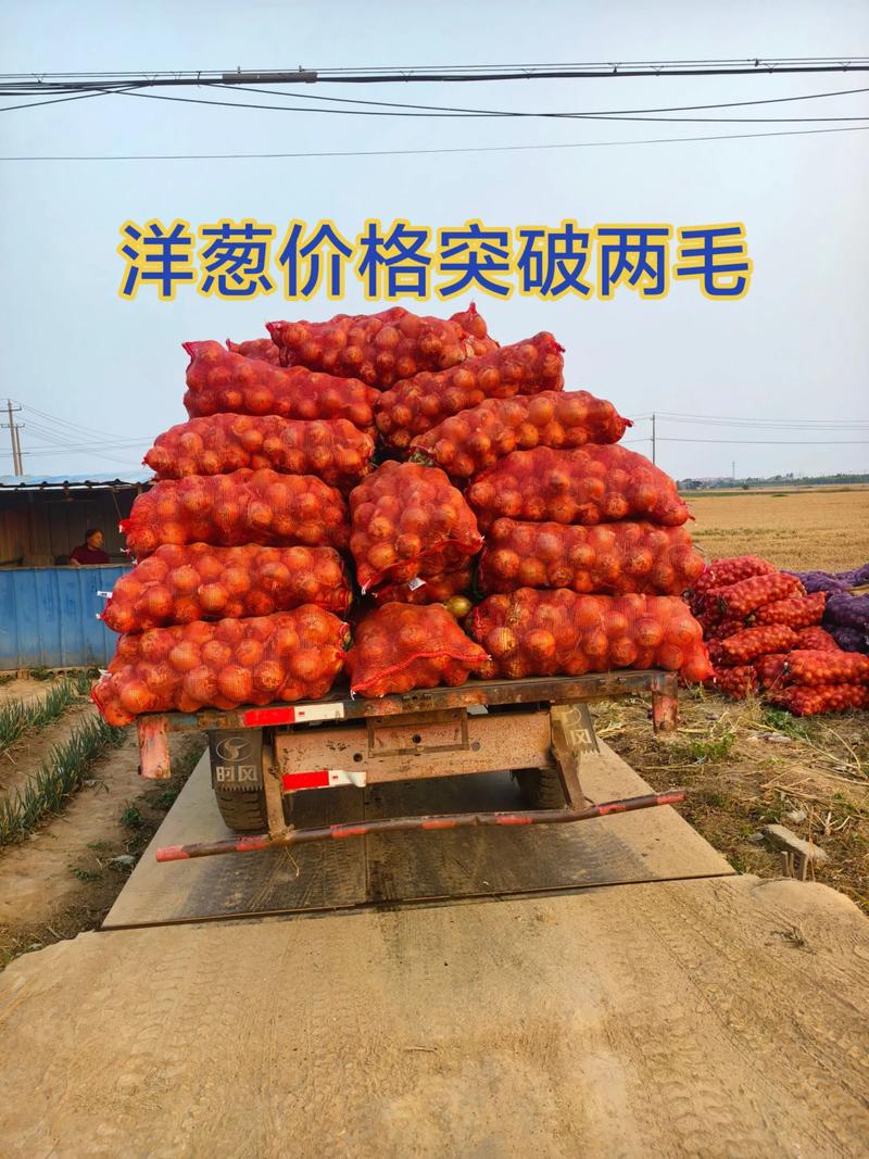 2025洋葱产地价格会涨还是跌？-图2