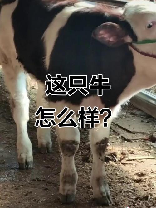 紫红花牛有哪些常见品种？-图1