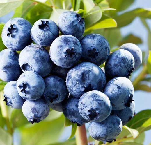 蓝莓最好品种到底是哪个？-图2