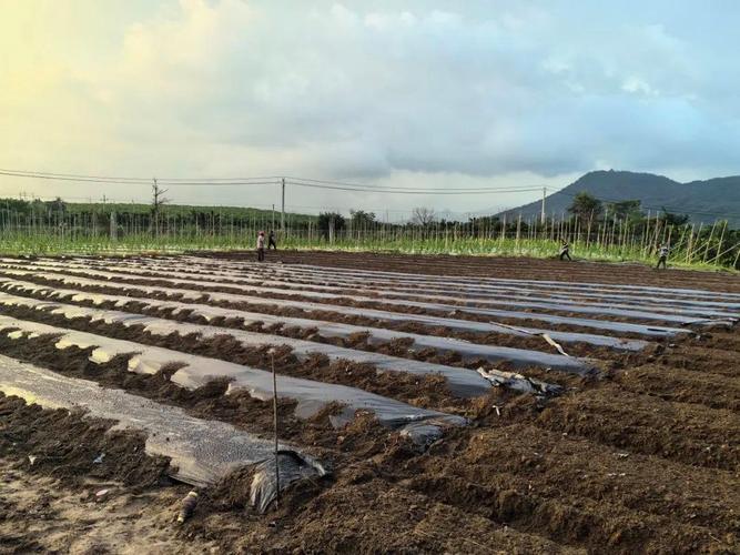地膜棉花怎么种植技术-图2