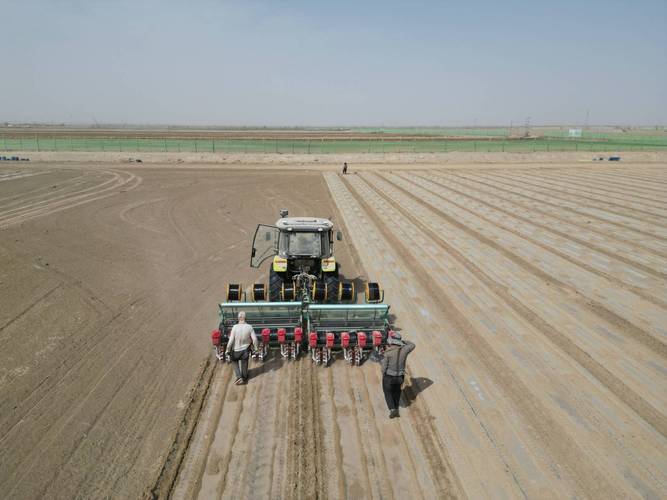 地膜棉花怎么种植技术-图3