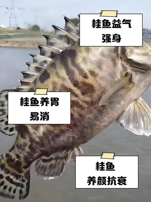 2025年桂花鱼价格会涨还是跌?-图1 2025年桂花鱼价格会涨还是跌?-图1